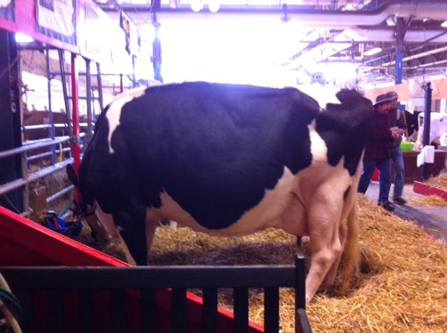 The PA farm show is the largest agricultural expo in the country!