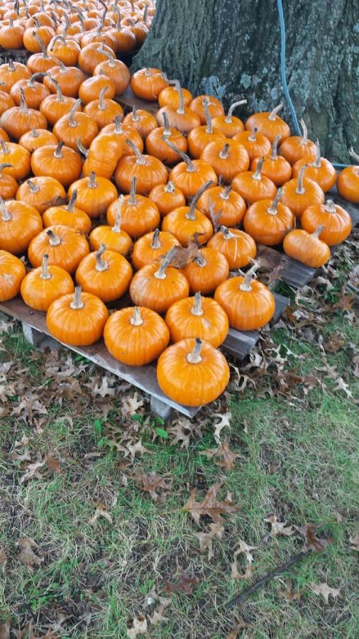 Pick a pumpkin and have your own experience!