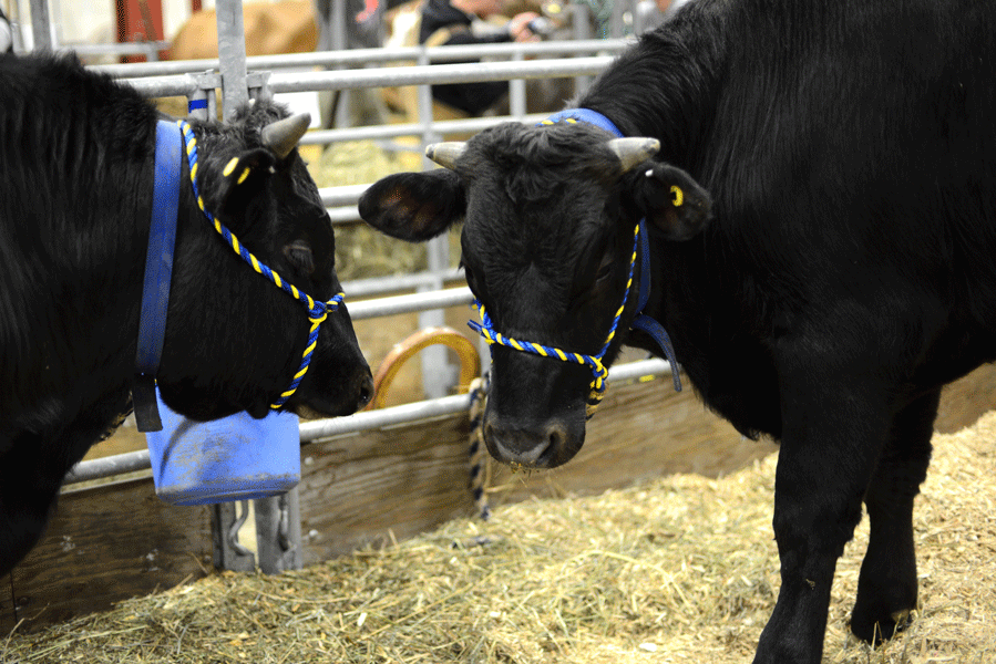 Although mighty, most bulls and cows were incredibly docile and well behaved. 