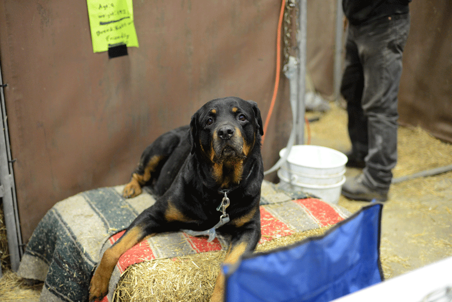 A furry friend enjoys the attention from fellow attendees. 