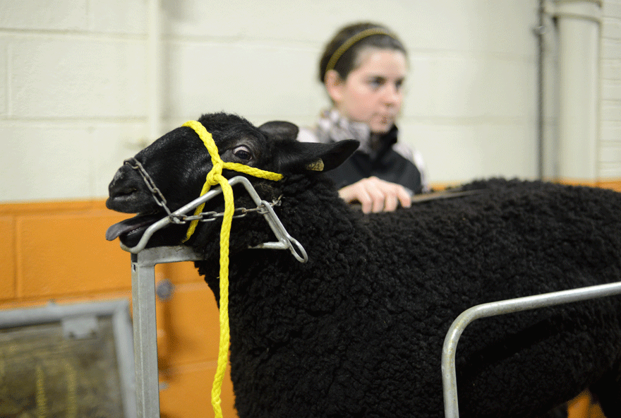 Goat and sheep bleets fill the air as groomers display their skills. 