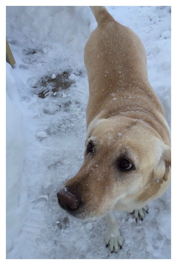 11/22/16- Senior Alexis Etters adorable pup, Peanut Butter enjoys a day in the snow!