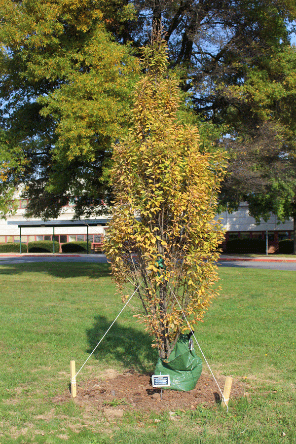 This tree, along with a plaque honoring Burkholder, was recently planted in front of the McGowan building.
