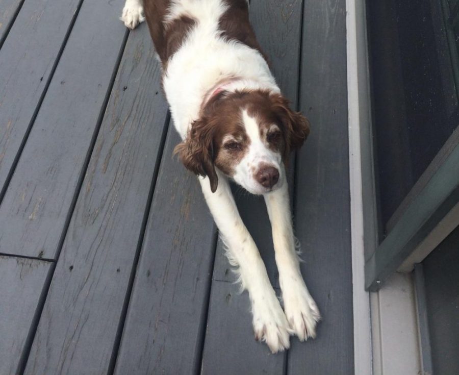 12/6/16- That is Howie. He is a Brittany Spaniel. He was found in a field in Kansas and the farmer wanted to shoot him so my grandpa went to get him for us. His nickname is Howie the Wonderdog and he is a lousy hunting dog who retrieves hot dog buns instead of birds. -Senior Grace Winton