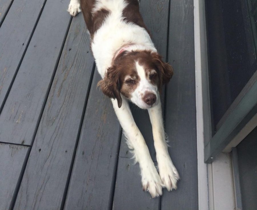 12/6/16- "That is Howie. He is a Brittany Spaniel. He was found in a field in Kansas and the farmer wanted to shoot him so my grandpa went to get him for us. His nickname is Howie the Wonderdog and he is a lousy hunting dog who retrieves hot dog buns instead of birds." -Senior Grace Winton