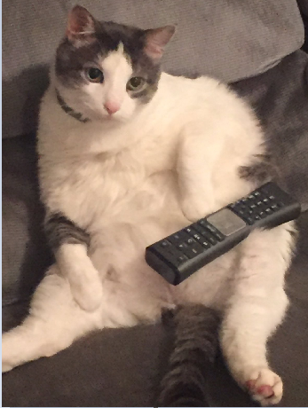 12/20/16- Freshman Matthew Mayberry catches his cat, Kit Kat surfing through the TV channels. 