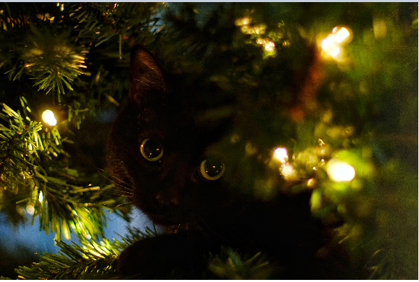 11%2F29%2F16-Sophomore+Reece+Bower+takes+a+photo+of+his+cute+kitten%2C+Piggy+inside+his+Christmas+tree.+