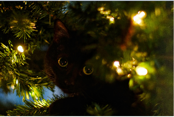 11/29/16-Sophomore Reece Bower takes a photo of his cute kitten, Piggy inside his Christmas tree. 