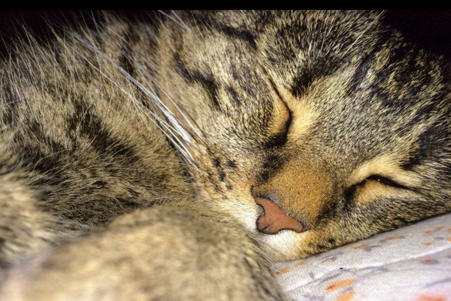 2/7/16- Junior Autumn Jones cat Kitty Kitty catches a quick snooze. 
