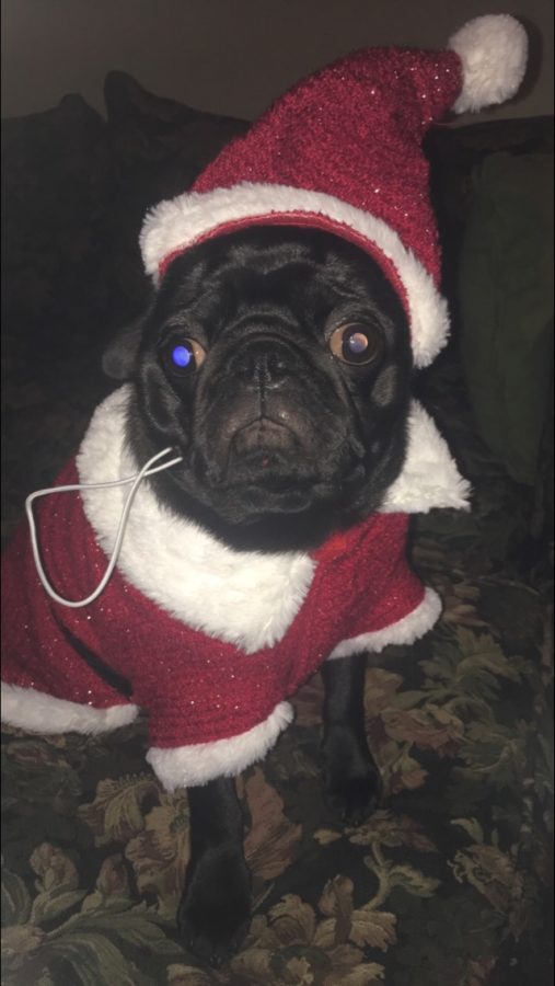 3/21/17- Senior Abby Russells pup, Dexter is still in the Christmas spirit!