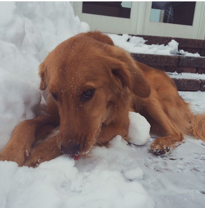 4/25/17- Junior Gracie Wellmons pup Joey, seen here enjoying the snow 