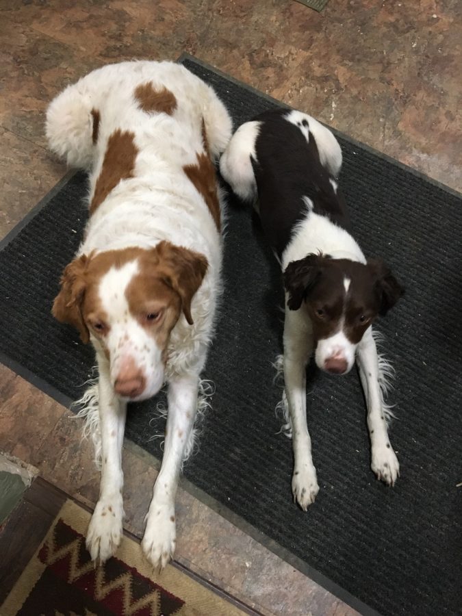 4/4/17- Senior Ty Bitzers adorable pups Kenai and Buck