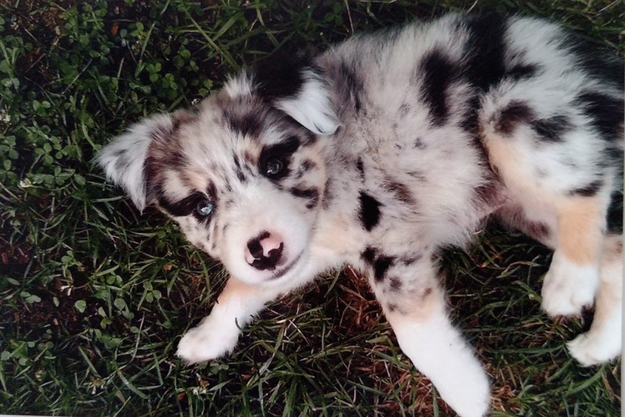 Treston Johnsons dog Liberty enjoys time outside.