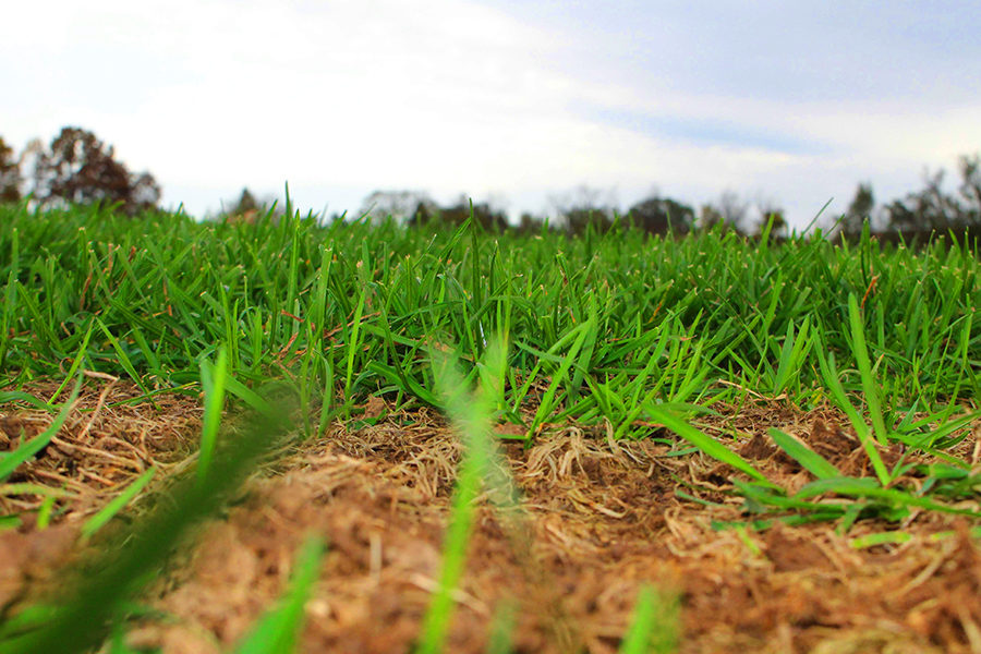 Green grass blossoms behind a patch of dead grass.