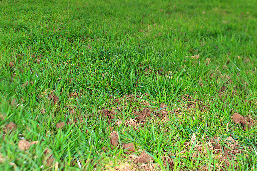 The grass on the lacrosse field after recent maintenance. 