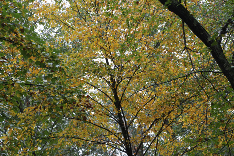 As October comes around,  the changing color of leaves and the temperatures cooling down often get people ready for fall  While the leaves my be changing, the high temperatures have not come to a stop.       