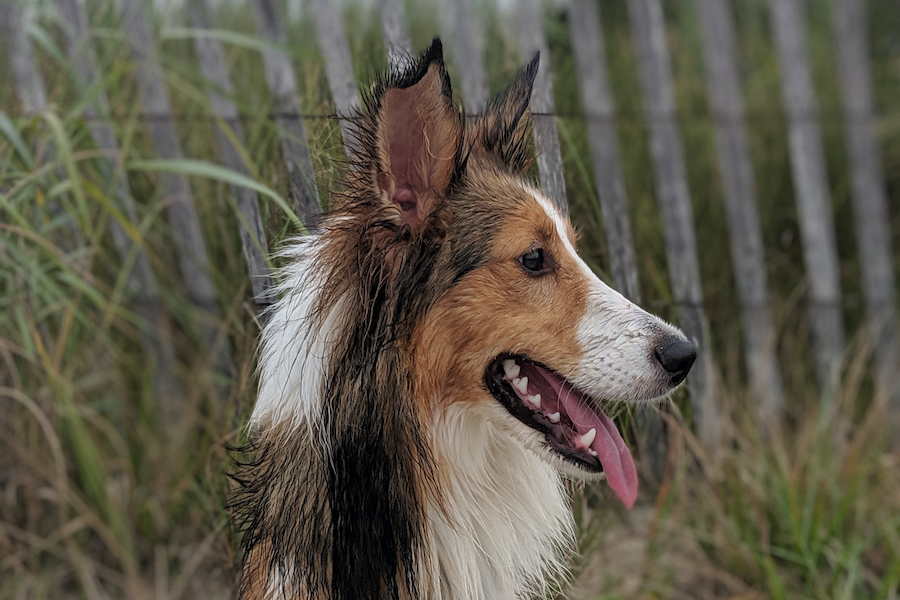 ALL EARS: Periscope adviser Kate Muirs Shetland Sheepdog Brody looks happy yet spent after a trip to the beach a few summers ago.  Brody helps Muir stay healthy while home by making sure she takes time to go for walks in the afternoon, Muir said. Brodys always ready to curl up on the couch with me while I grade too.