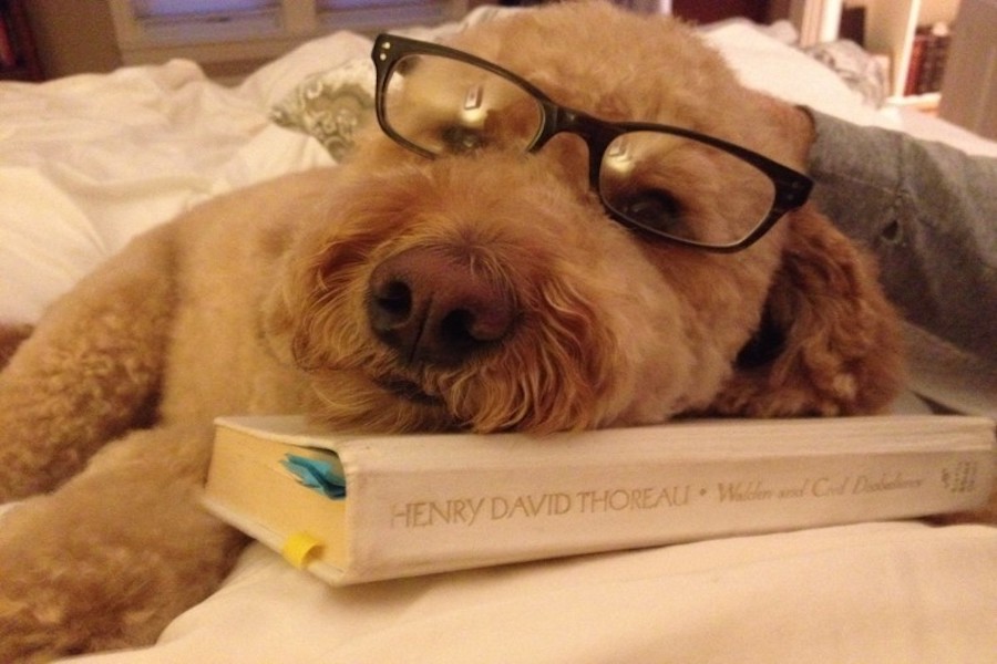 LIGHT READING: Mazie, resident dog of the McGeehan family poses all ready to dive into one of Thoreaus classics. Mazie has certainly enjoyed having us here at home. She has taken to laying in the guest bed, right next to where my husband and I work/Zoom every day. She snuggles right in and keeps us company all day long. I don’t think she’ll know what to do when we finally return to work – whenever that may be! Mazie has always been good therapy for us. She’s a sweet dog who loves to be loved, and being able to pet her and love her always brings me a sense of calm and comfort, said McGeehan.