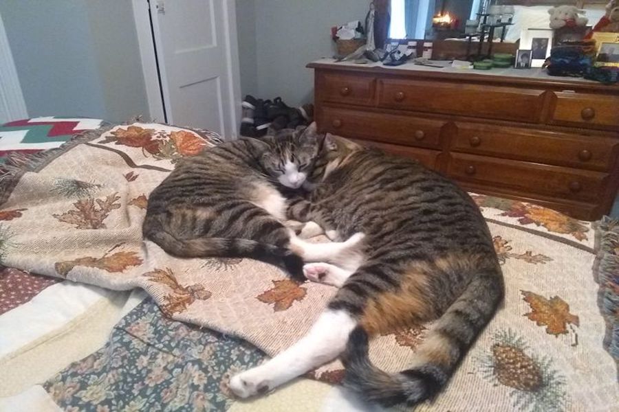NAP TIME: Zelda and Zahara, history teacher Kevin Wagner's cats, curl up for a quick nap together. Not pictured is their older "sister" Mitzi.  When discussing his cats during quarantine, Wagner said, "All three of my cats have helped me to learn how to laugh out loud during these trying times.  They provide the simplest of joys in a time when everything seemed to be falling apart around us.  They are a joy to watch them play, nap and cuddle with one another." 