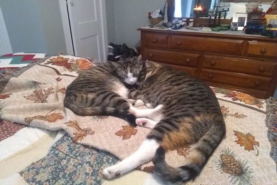 NAP TIME: Zelda and Zahara, history teacher Kevin Wagners cats, curl up for a quick nap together. Not pictured is their older sister Mitzi.  When discussing his cats during quarantine, Wagner said, All three of my cats have helped me to learn how to laugh out loud during these trying times.  They provide the simplest of joys in a time when everything seemed to be falling apart around us.  They are a joy to watch them play, nap and cuddle with one another. 