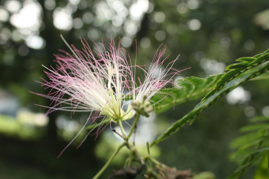 Unknown Flower in South Central PA