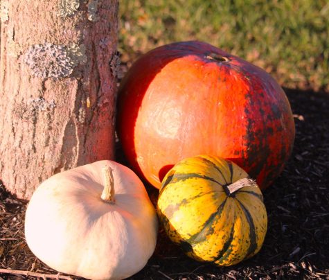 Fantastic Fall: 5 Fun Things to do this Season