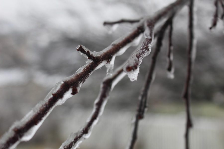 Icy branch