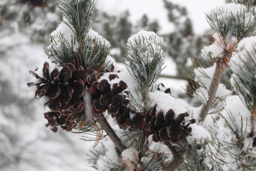 Snowy Pine