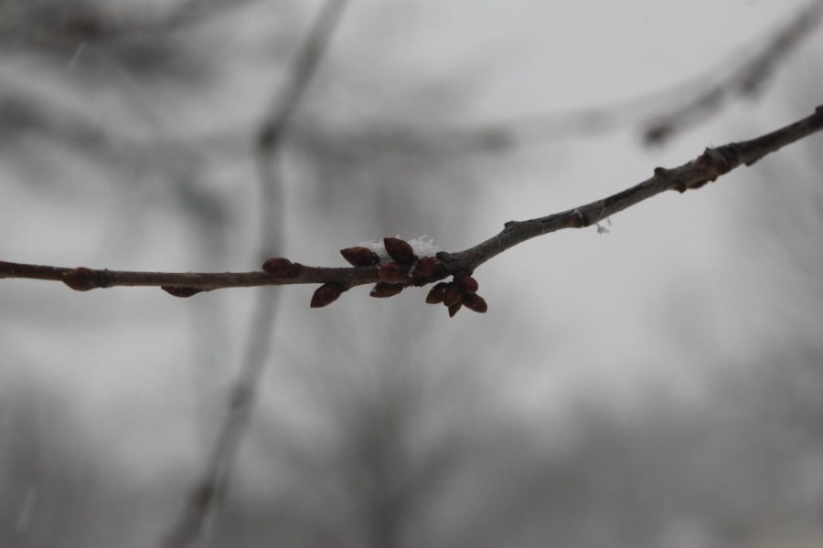 Branch collecting snow