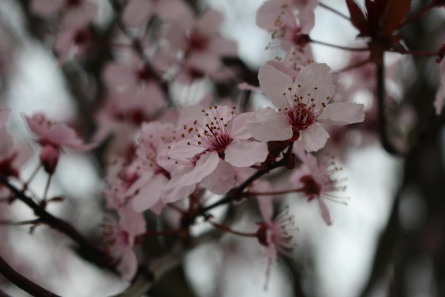 Cherry Blossom Tree