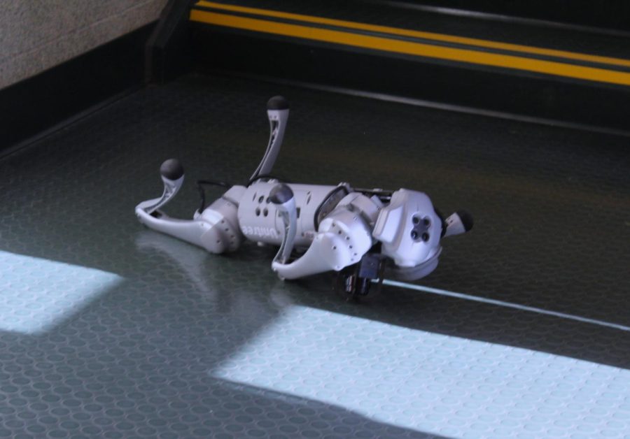 Salt "playing dead" after taking an unplanned tumble down the stairs.