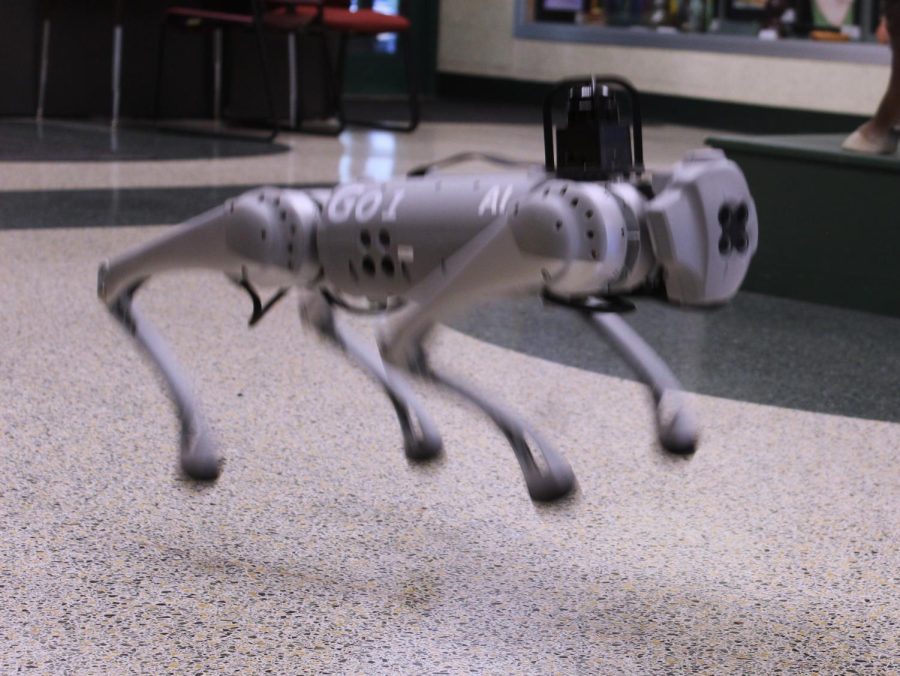 This action shot demonstrates Salt's excitable nature and keen ability to get all four paws off the ground. 