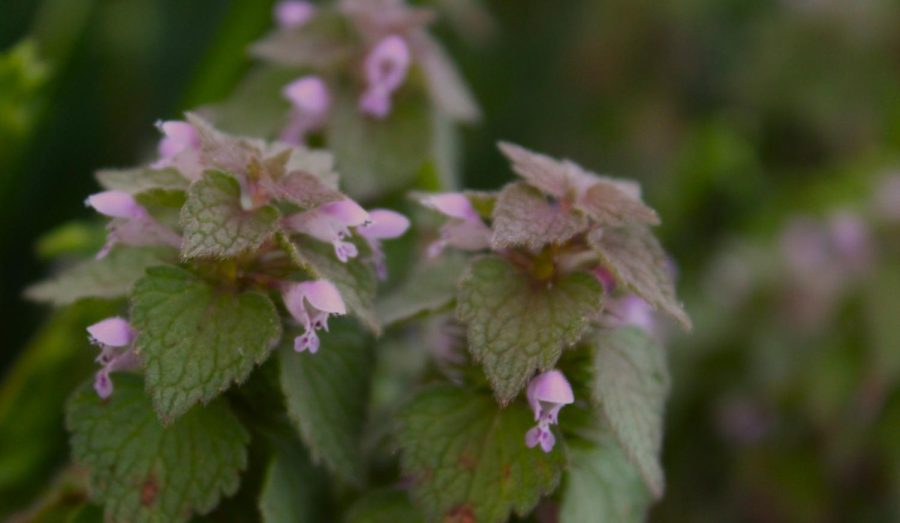 Purple Deadnettle