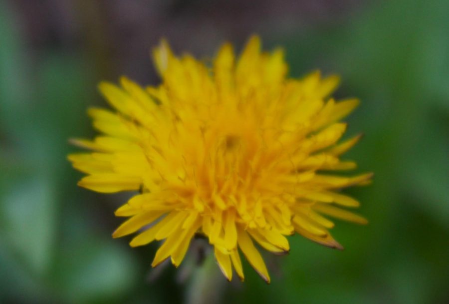 Dandelions, typically considered weeds to be battled, offer a pop of color in otherwise solely green spaces. 