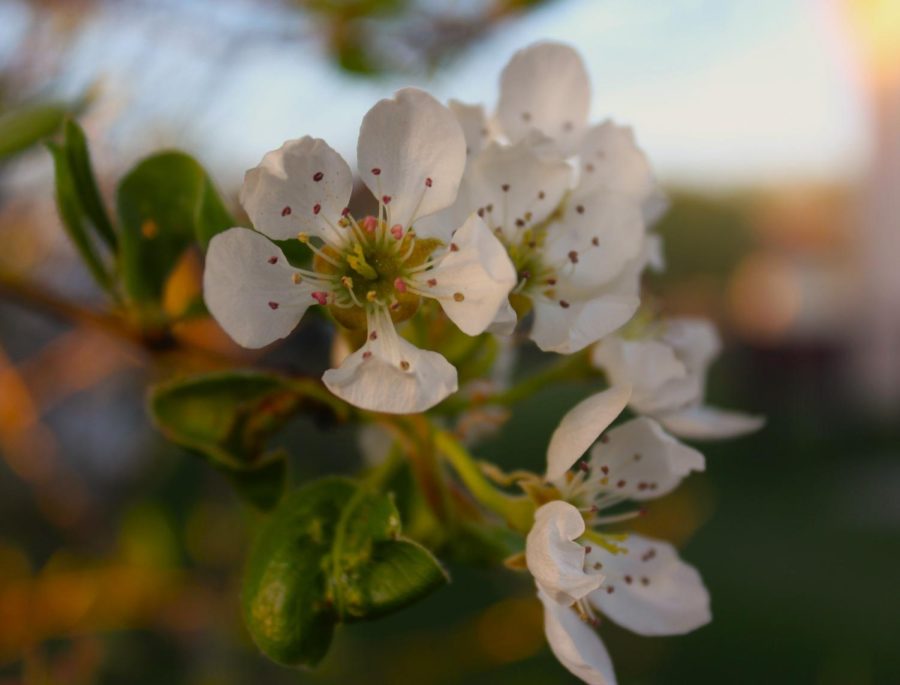 With heavenly fragrance and stark white blossoms, this tree flourishes. 