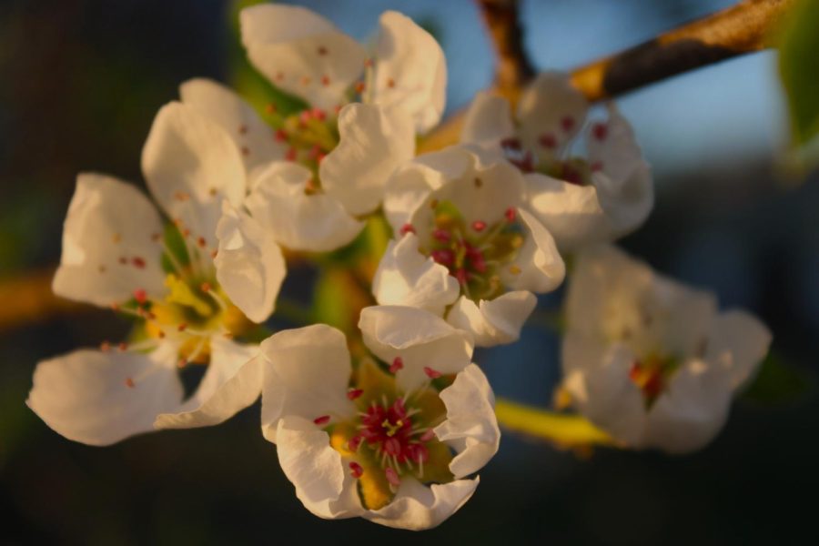 Golden hour light accents the freshness of these Bradford Pear blooms. 