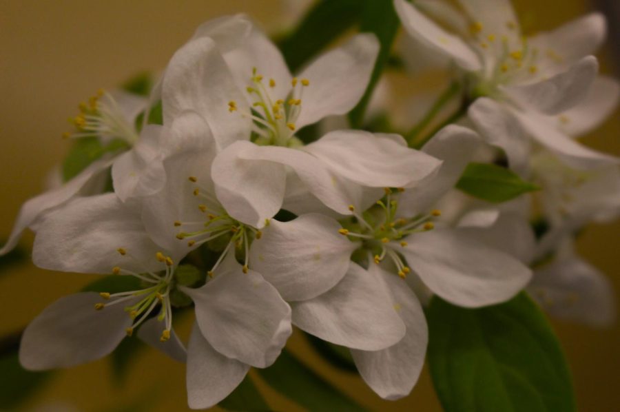 Fully in bloom, these flowers provide much shade for all kinds of insects!