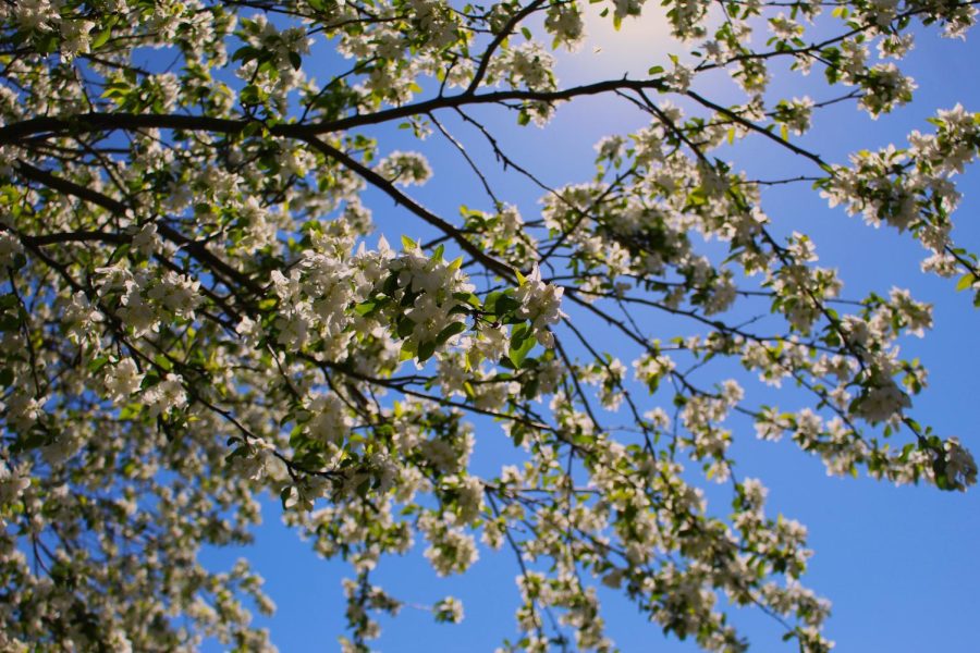 When the petals of these flowers fall, they create an effect similiar to that of Sakura trees!