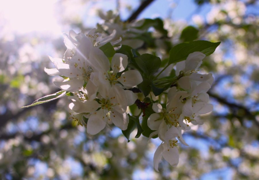 Sun and blue skies frame this branch of a flowering tree.