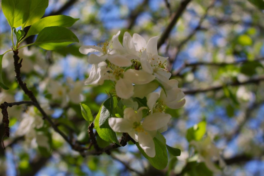 These blossom adorned trees are very popular across Carlisle and their petals can be seen drifting across town on windy days.