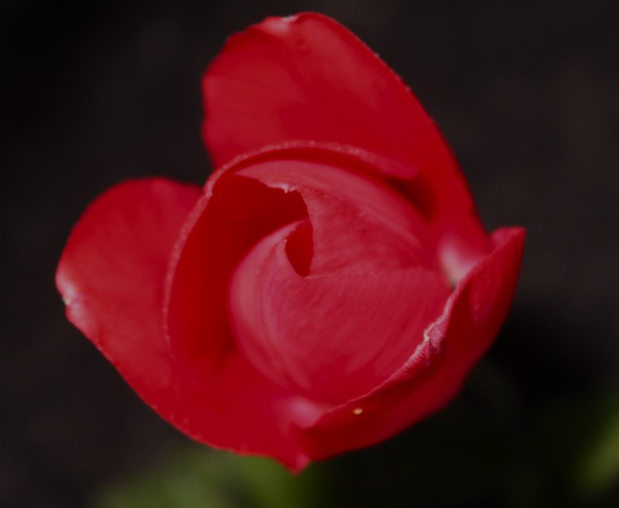 Red Tulips adorn outdoor spaces providing a dramatic contrast. 