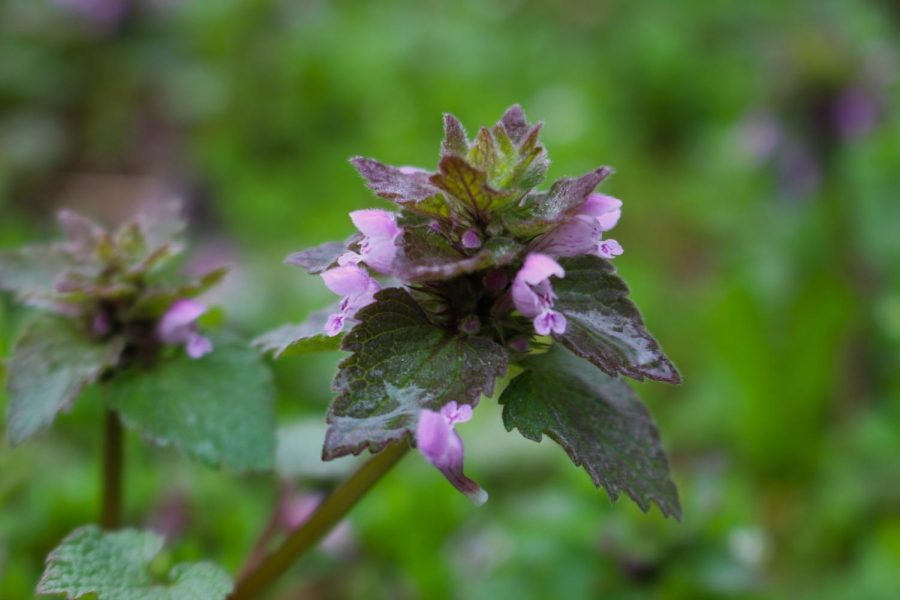 Purple Deadnettle