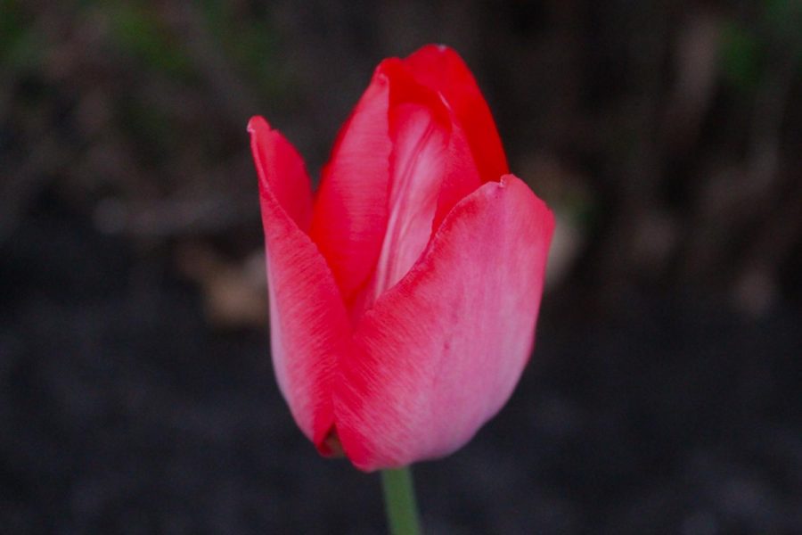 Flowers, specifically these red tulips, delight the eye as the slowly unfold over a matter of weeks. 