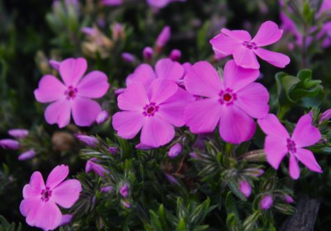 Beautiful blooms grace the gardens of Carlisles gardens and parks. 