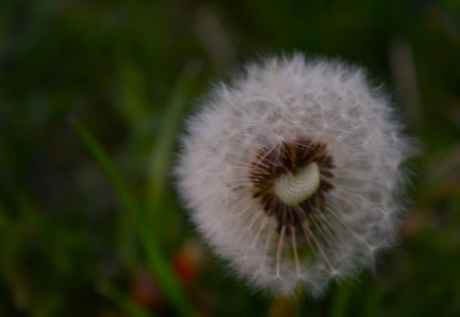 The seeds of a dandelion create a whimsical scene as wayward seeds travel to new destinations on whispering winds. 