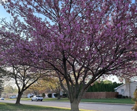 Flowers on the trees begin to bloom, signifying the start of spring.