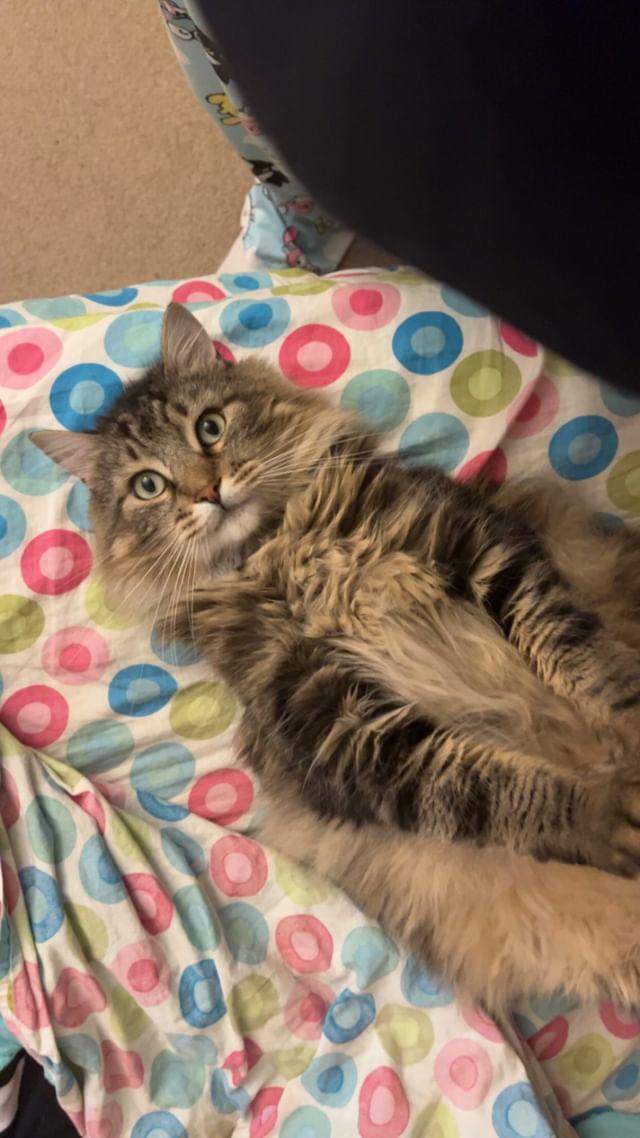 Saki, Age 2: "He is a little jerk. His favorite foods are cheese and doritos." -Sophie Mohr, grade 12 
