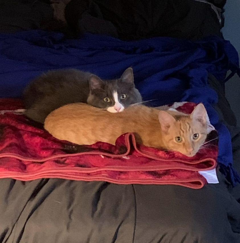 Bowie (Orange) and Ziggy (Grey), Age 10 months - Andrew Bordner grade 12 