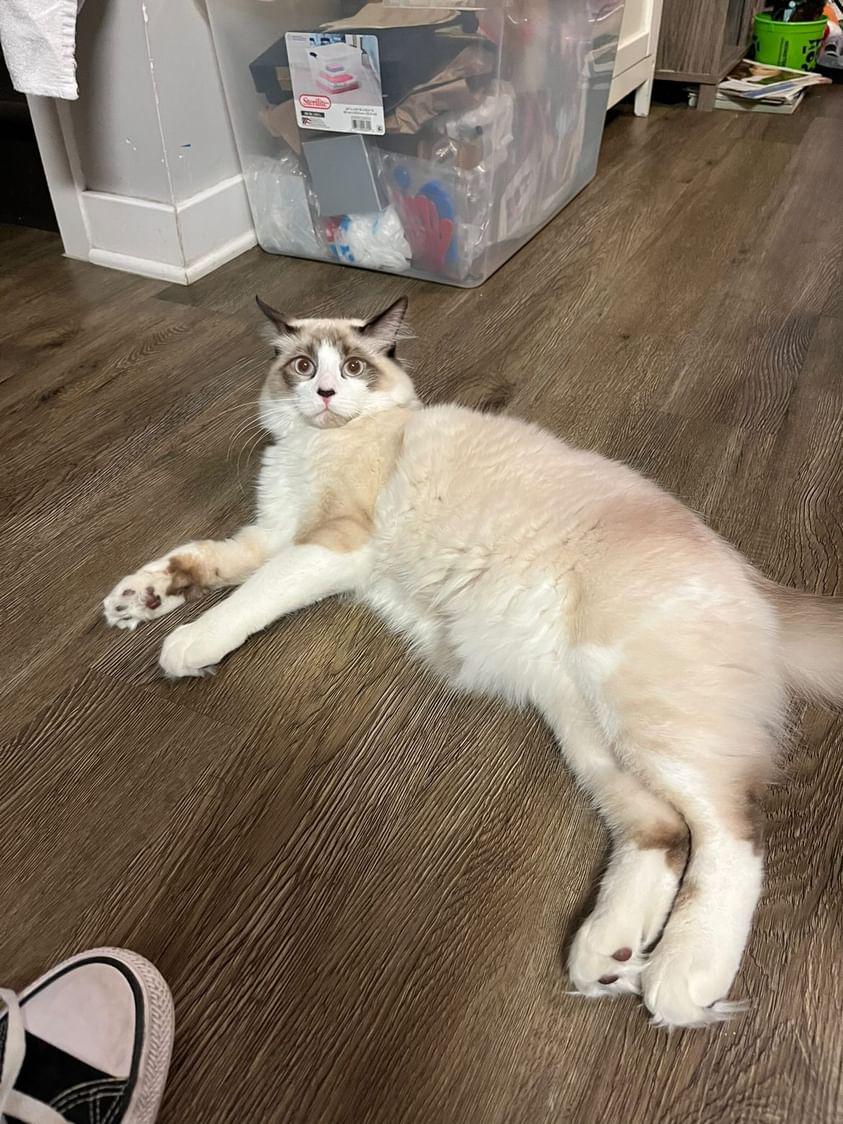 Finn, Age 7 months: "He's really playful and energetic. He is my BFF!! He cuddles with me all the time" - Lyric Koch, grade 10