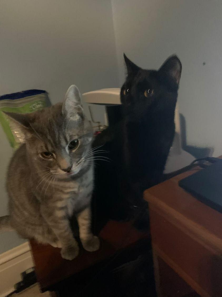Mittens (Left) and Litten (Right), Age 4: These brothers fight in the living room all the time then nap together a few hours later. - Alex Landis grade 12 